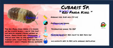 Cubaris Sp. Red Panda King Isopod Bin Label